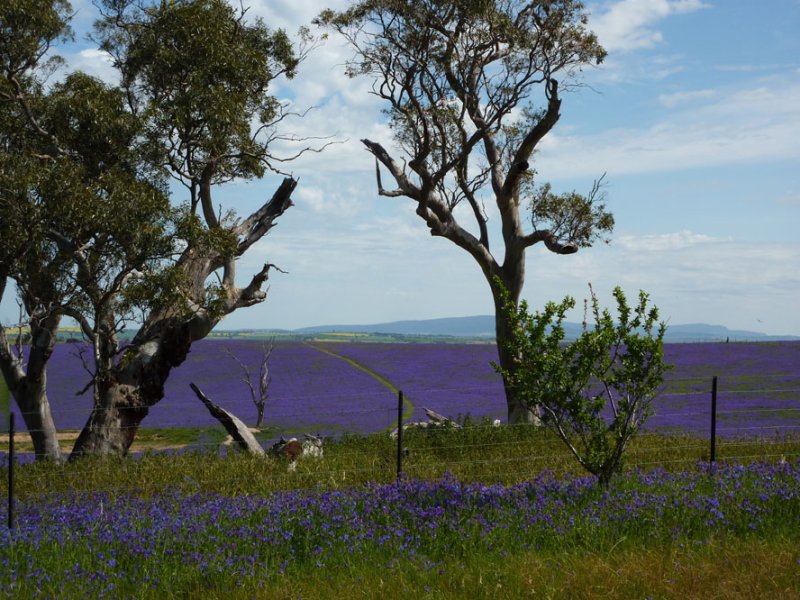 Pattersons Curse at Cowra