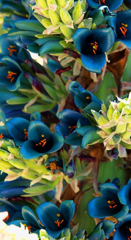 Bees Blues
