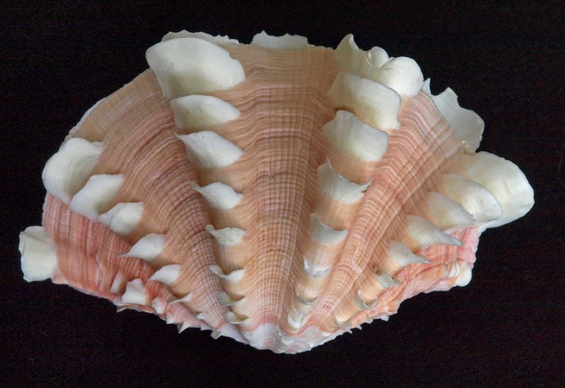 Shell 12