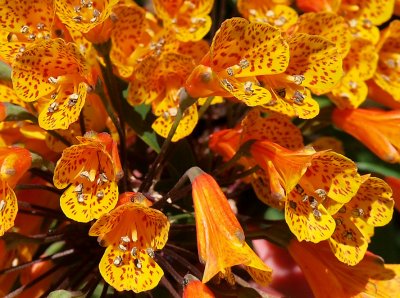 Orange flowers with ants