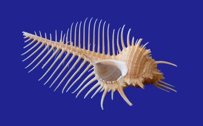 Shell 3