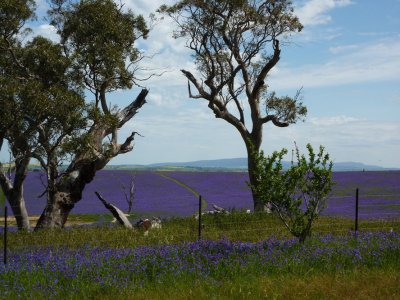 Pattersons Curse at Cowra