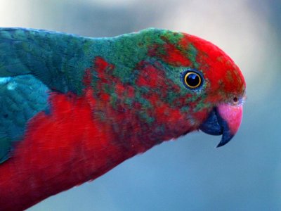 Juvenile male King Parrot