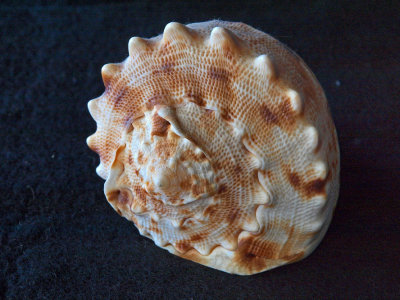 Shell 5