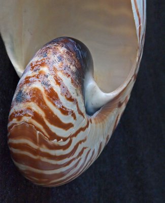 Shell 6