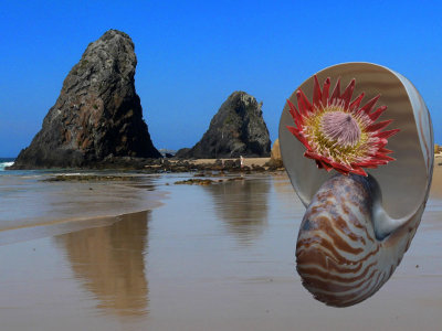 Whimsey 1