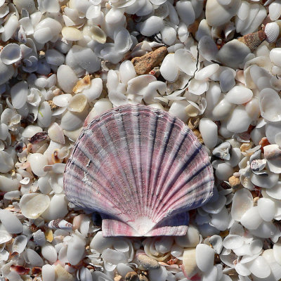 Shell 7