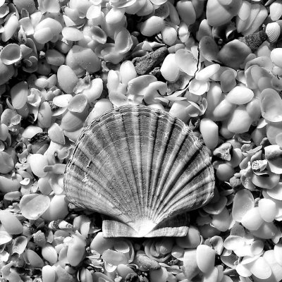Shell 7 b&w