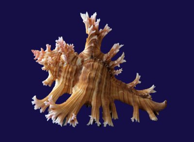 Shell 10