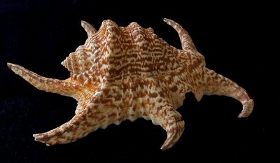 Shell 13