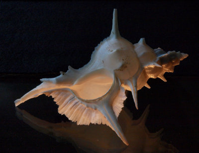 Shell 14