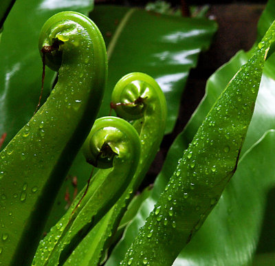 Birds Nest Fern