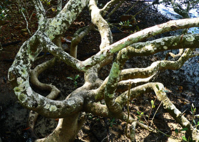 Contorted Mangrove