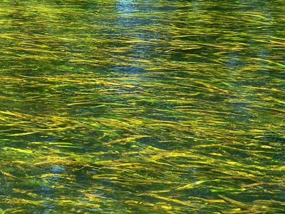 Riverweed meditation - going with the flow