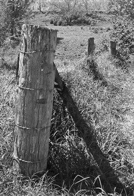 Old barbed wire fence
