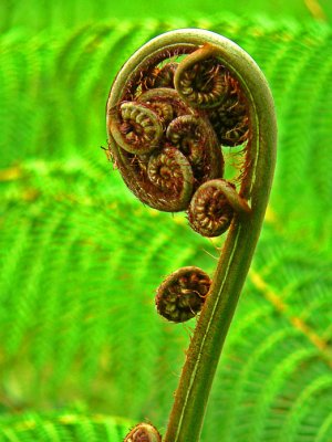 Tree Fern Frond