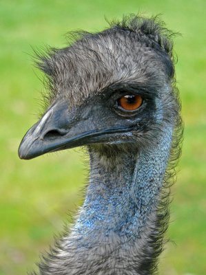 Emu - Portrait of a Big Bird