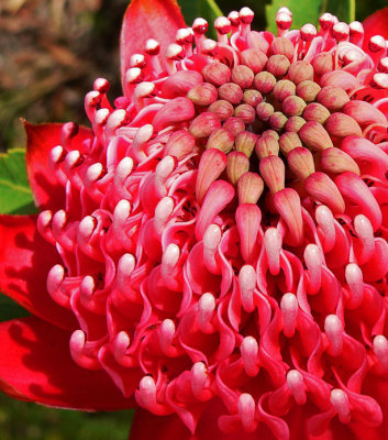 Waratah