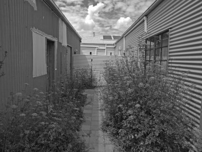 Corrugated Iron and Flat Leafed Parsley