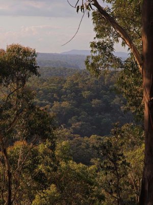 Its why they call it the Blue Mountains  -  A Bush Christmas