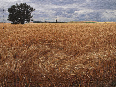 Swirling wheat