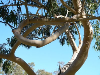 Gum Tree Circle No1