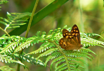 Butterfly and Fern