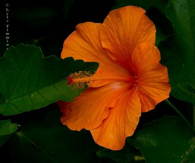 Very Orange Flower Thingo