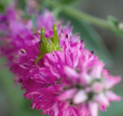 grasshopper.jpg