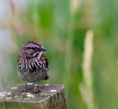 song sparrow.jpg