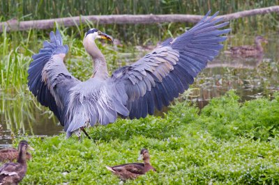great blue heron with fish.jpg
