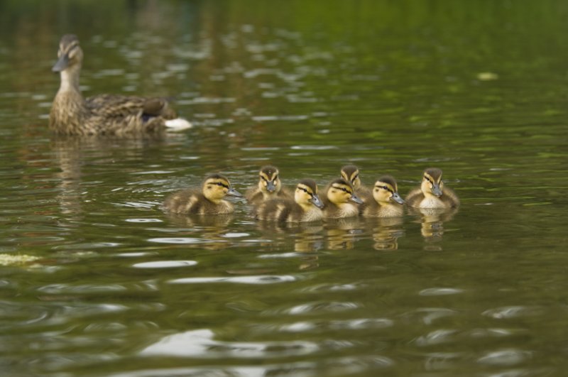 Canard colvert oisillons - Mallard chicks