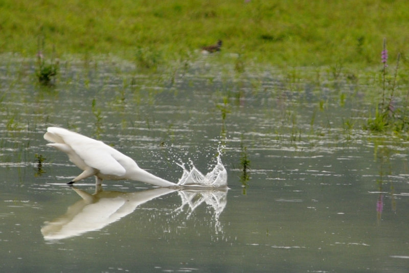 Grande aigrette  la pche - Great Egret fishing
