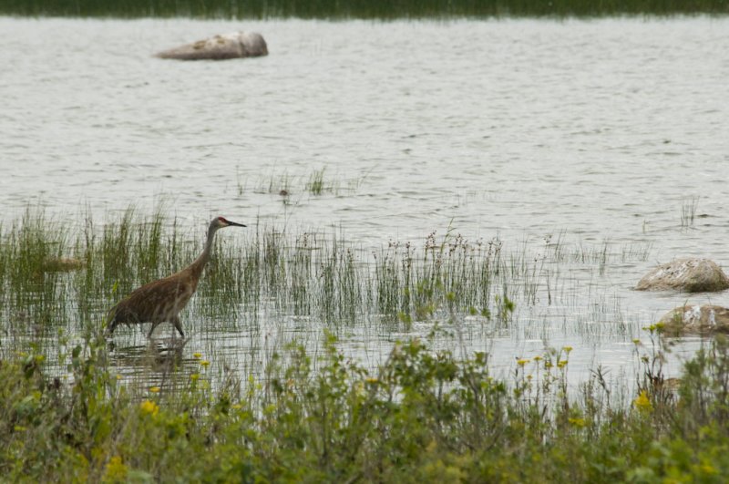 Grue du Canada - Sandhill Crane