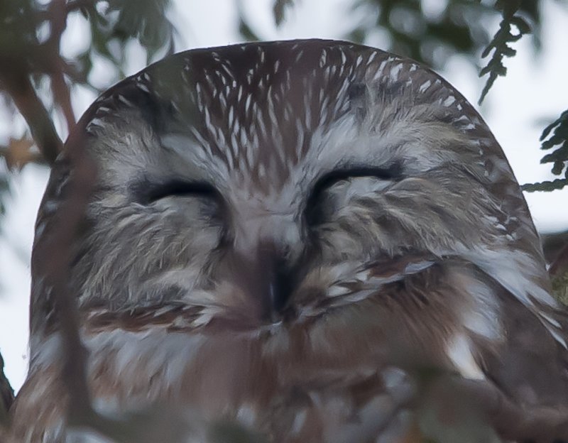 Petite Nyctale - Northern Saw-whet Owl
