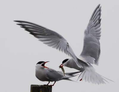Ornithologie / Birdwatching