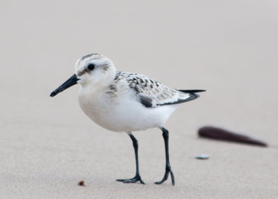 Bcasseau Sanderling hiver- Sanderling winter