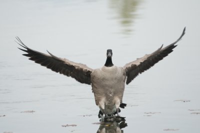 Bernache du Canada - Canada Geese