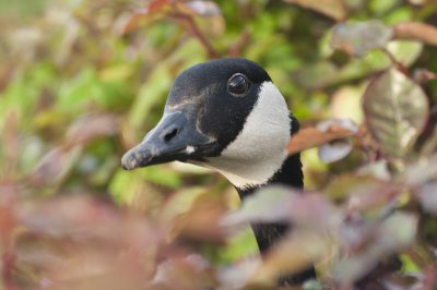 Bernache du Canada couvant - Canada Geese nesting