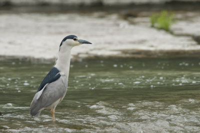 Bihoreau gris - Black-crowned Night-Heron