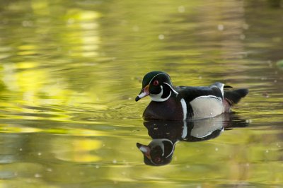 Canard branchu mle - Wood Duck male