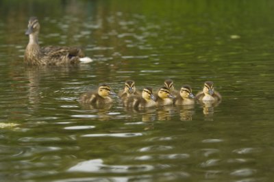 Canard colvert oisillons - Mallard chicks