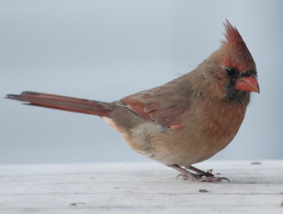 Cardinal rouge femelle - Northern Cardinal female