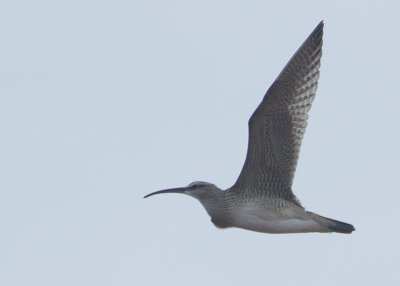 Courlis Corlieu - Whimbrel