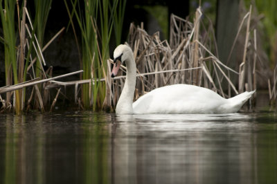 Cygne tubercul - Mute Swan