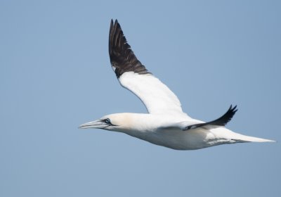 Fou de bassan - Northern Gannet