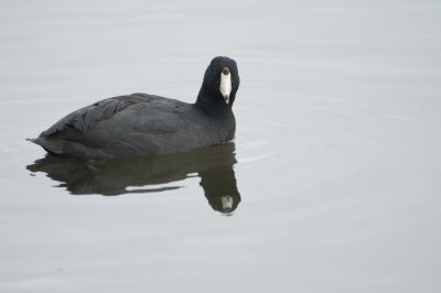 Foulque dAmrique - American Coot