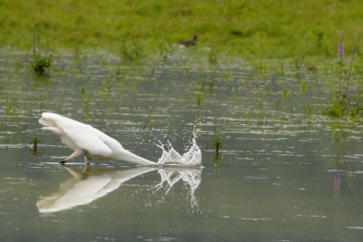 Grande aigrette  la pche - Great Egret fishing