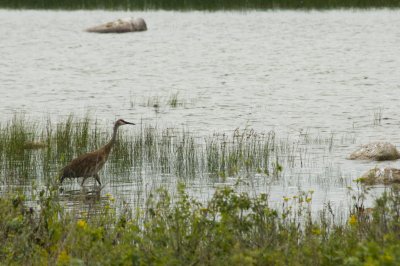 Grue du Canada - Sandhill Crane