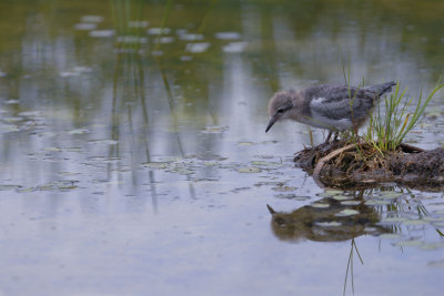 Guifette noire oisillon - Black Tern chick